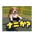 飛び出す★リアル犬にズームイン！（個別スタンプ：16）