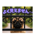 飛び出す★リアル犬にズームイン！（個別スタンプ：20）