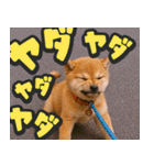 飛び出す★リアル犬にズームイン！（個別スタンプ：22）