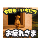 飛び出す★リアル犬にズームイン！（個別スタンプ：24）