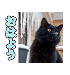 飛び出す★冬を感じる黒猫_挨拶（個別スタンプ：1）