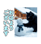 飛び出す★冬を感じる黒猫_挨拶（個別スタンプ：2）