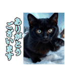 飛び出す★冬を感じる黒猫_挨拶（個別スタンプ：4）