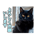 飛び出す★冬を感じる黒猫_挨拶（個別スタンプ：5）