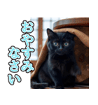 飛び出す★冬を感じる黒猫_挨拶（個別スタンプ：8）