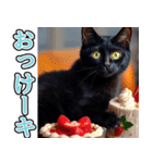 飛び出す★冬を感じる黒猫_挨拶（個別スタンプ：10）