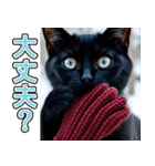飛び出す★冬を感じる黒猫_挨拶（個別スタンプ：15）