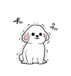 しゃべる犬(ビションフリーゼ)（個別スタンプ：16）