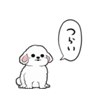 しゃべる犬(ビションフリーゼ)（個別スタンプ：22）