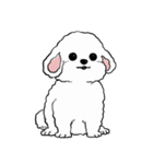 しゃべる犬(ビションフリーゼ)（個別スタンプ：27）