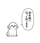 しゃべる犬(ビションフリーゼ)（個別スタンプ：37）