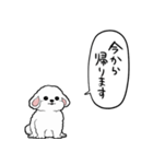 しゃべる犬(ビションフリーゼ)（個別スタンプ：39）