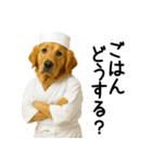ゴールデンレトリバー★コスプレスタンプ♪（個別スタンプ：1）