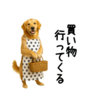 ゴールデンレトリバー★コスプレスタンプ♪（個別スタンプ：3）