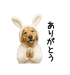 ゴールデンレトリバー★コスプレスタンプ♪（個別スタンプ：8）