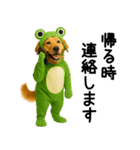ゴールデンレトリバー★コスプレスタンプ♪（個別スタンプ：14）