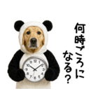 ゴールデンレトリバー★コスプレスタンプ♪（個別スタンプ：16）