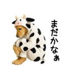 ゴールデンレトリバー★コスプレスタンプ♪（個別スタンプ：18）