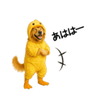 ゴールデンレトリバー★コスプレスタンプ♪（個別スタンプ：27）