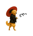 ゴールデンレトリバー★コスプレスタンプ♪（個別スタンプ：29）