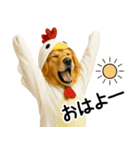 ゴールデンレトリバー★コスプレスタンプ♪（個別スタンプ：31）