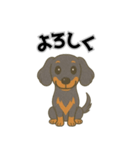 ミニチュアダックスの日常スタンプ第1弾（個別スタンプ：7）