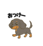 ミニチュアダックスの日常スタンプ第1弾（個別スタンプ：12）