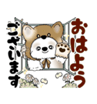 シーズー犬 2025 「猫をかぶりました」（個別スタンプ：1）