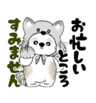 シーズー犬 2025 「猫をかぶりました」（個別スタンプ：3）