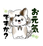 シーズー犬 2025 「猫をかぶりました」（個別スタンプ：4）