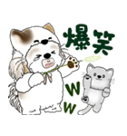 シーズー犬 2025 「猫をかぶりました」（個別スタンプ：10）