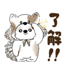 シーズー犬 2025 「猫をかぶりました」（個別スタンプ：13）