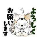 シーズー犬 2025 「猫をかぶりました」（個別スタンプ：15）