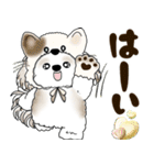 シーズー犬 2025 「猫をかぶりました」（個別スタンプ：18）