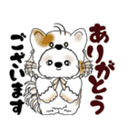 シーズー犬 2025 「猫をかぶりました」（個別スタンプ：21）