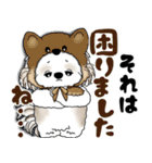 シーズー犬 2025 「猫をかぶりました」（個別スタンプ：30）
