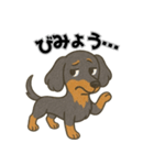 ミニチュアダックス 日常スタンプ第2弾（個別スタンプ：5）
