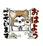 B＆W シーズー犬 2025 「猫をかぶりました」（個別スタンプ：1）