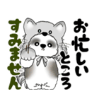B＆W シーズー犬 2025 「猫をかぶりました」（個別スタンプ：3）