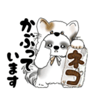 B＆W シーズー犬 2025 「猫をかぶりました」（個別スタンプ：9）
