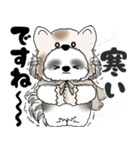 B＆W シーズー犬 2025 「猫をかぶりました」（個別スタンプ：12）