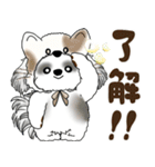 B＆W シーズー犬 2025 「猫をかぶりました」（個別スタンプ：13）