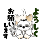 B＆W シーズー犬 2025 「猫をかぶりました」（個別スタンプ：15）