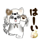 B＆W シーズー犬 2025 「猫をかぶりました」（個別スタンプ：18）