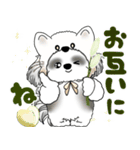 B＆W シーズー犬 2025 「猫をかぶりました」（個別スタンプ：28）