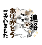 B＆W シーズー犬 2025 「猫をかぶりました」（個別スタンプ：34）