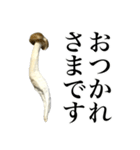 敬語しめじ（個別スタンプ：1）