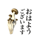 敬語しめじ（個別スタンプ：2）