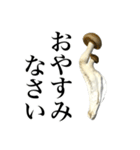 敬語しめじ（個別スタンプ：3）