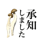 敬語しめじ（個別スタンプ：4）